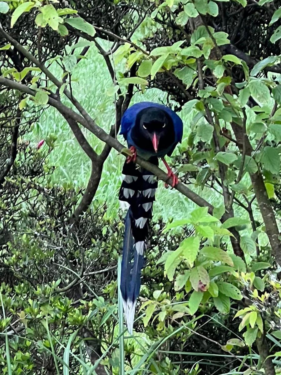 IBelizeit's tweet image. #GlobalBigDay2023 Go forth and do some birding. 

#Taiwan #Goldenpheasant #Taiwanbluemagpie #magpie #bluemagpie