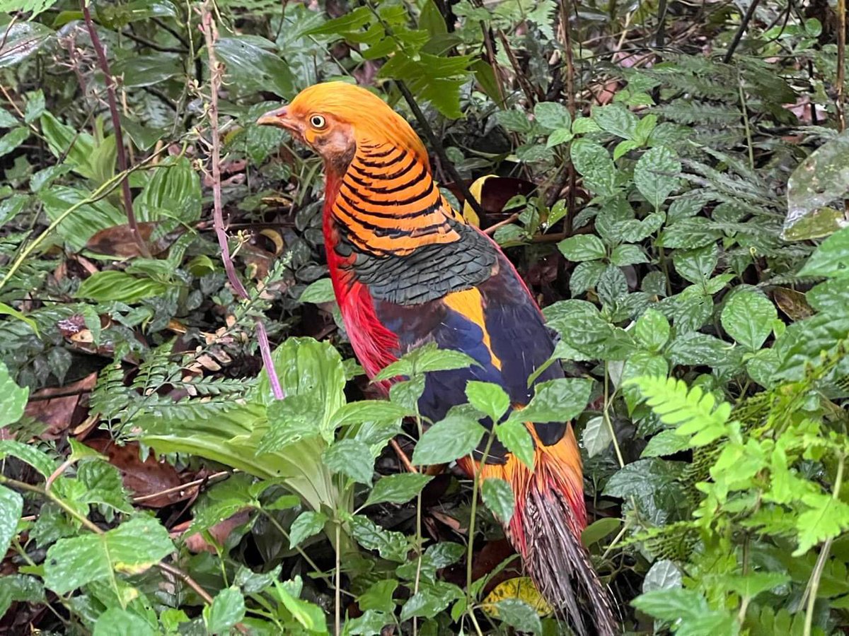 IBelizeit's tweet image. #GlobalBigDay2023 Go forth and do some birding. 

#Taiwan #Goldenpheasant #Taiwanbluemagpie #magpie #bluemagpie