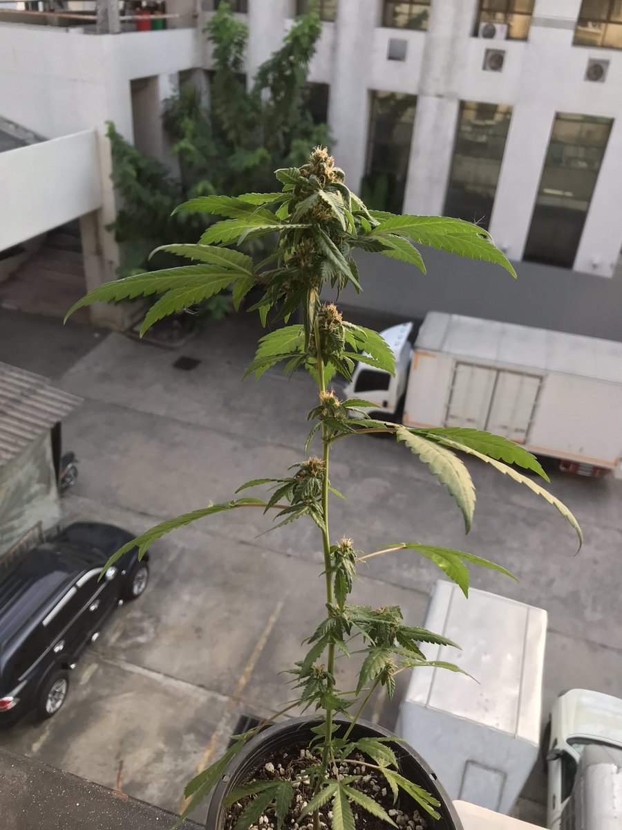 InGoddtripp's tweet photo. #weed #grower #joint #trip https://t.co/YInsbiJgD8