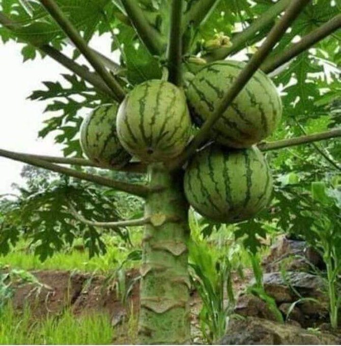 p_dusabimana's tweet photo. Agriculture is a career of unlimited possibilities. 
Can you believe this as a result of grafting? Tell us! https://t.co/6KwGnVOxJz