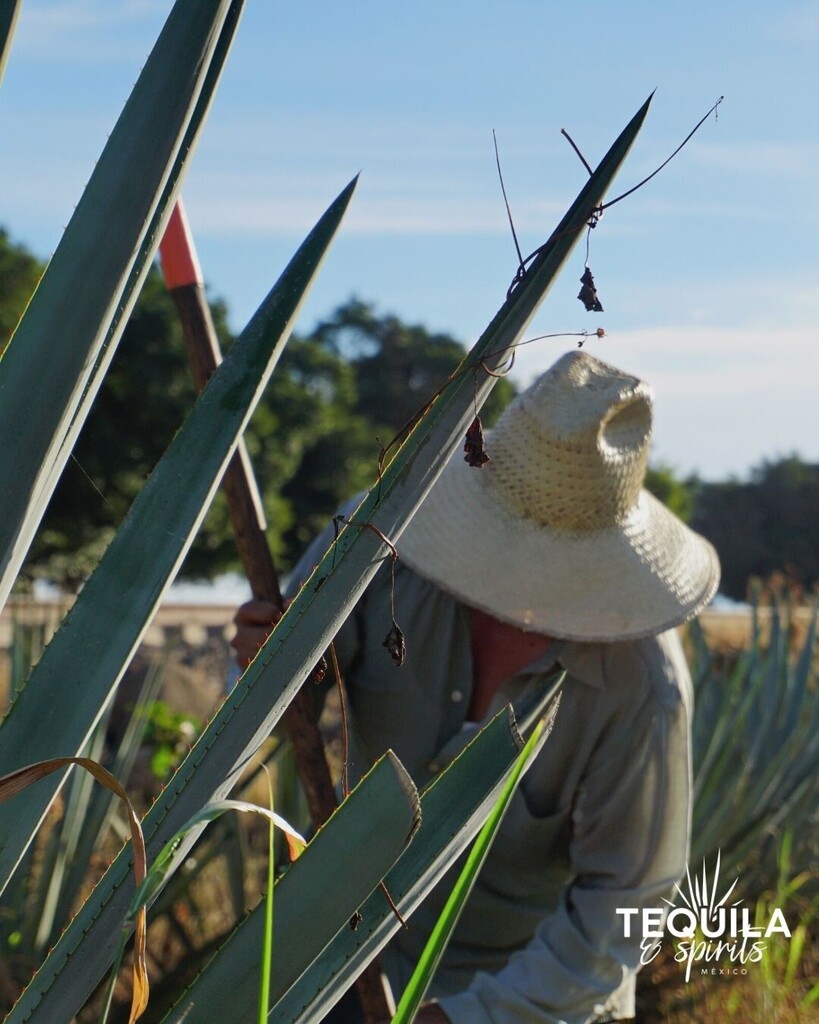 GranTequilas's tweet photo. 🍸📸@tequilaspiritsmexico Agave runs through our veins and is an integral part of our culture.⁣⁣

It’s about more than just traditional cultivation – it’s about passing on our heritage and creating a lasting legacy for the generations to come.⁣⁣

At #TequilaSpiritsMexico w… https://t.co/t084fB1633