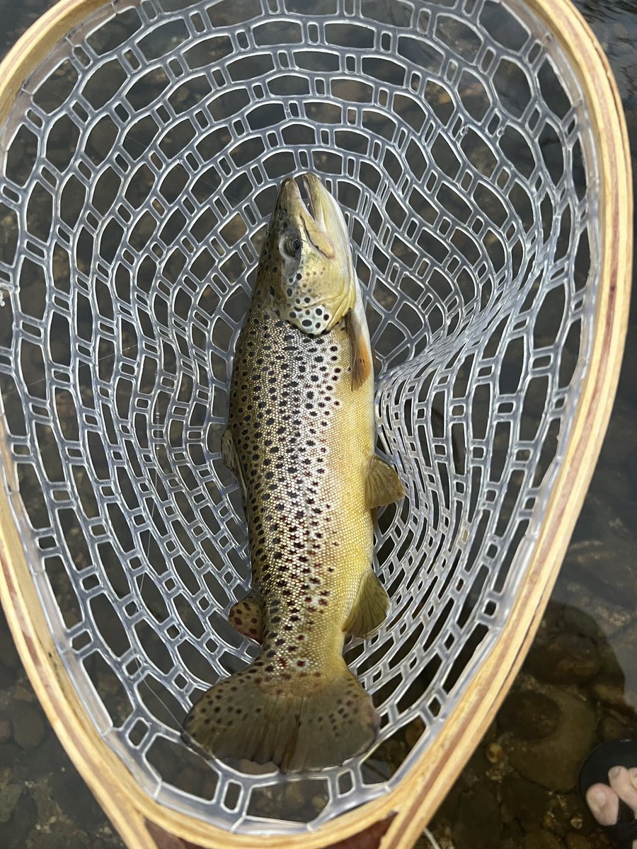 Personal best this morning on the Watauga! #flyfishing #wataugariver #appstate #personalbest