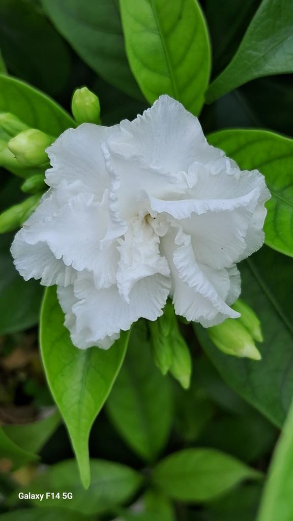 moorthyn350's tweet photo. Our home garden in Kanchipuram (14/05/23)

Mobile photo  : Samsung Galaxy F14 5G  - f/1.8   1/100   3.98mm   ISO32. 
#Mobilephotography 
#Myphoto 
#SamsunggalaxyF14 https://t.co/3I6k7nfLAH