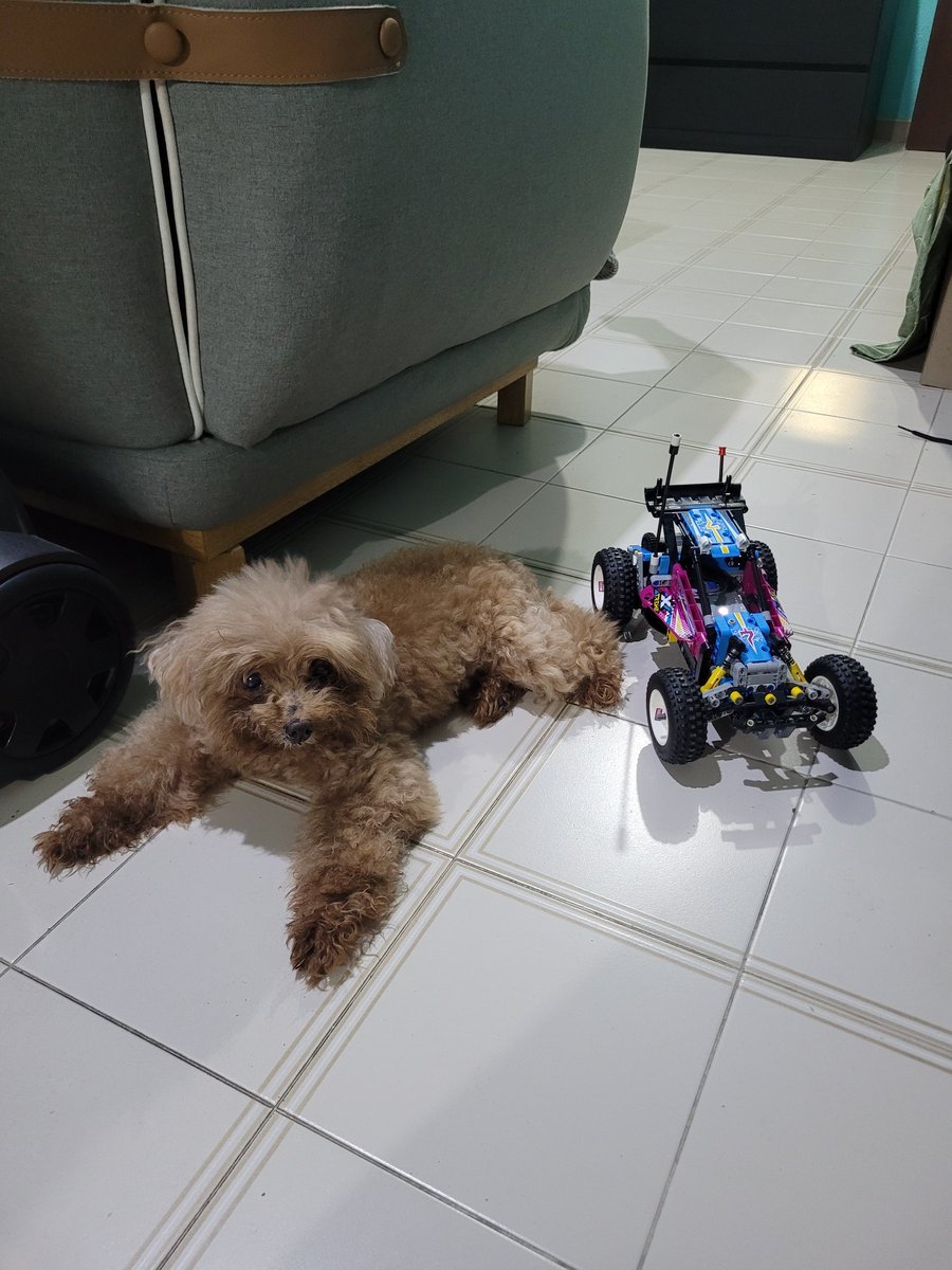 ThingsOnFluffy's tweet photo. My hooman got a lego technic rc buggy to play with me! 🐕🐾 https://t.co/NsXot1ioCJ