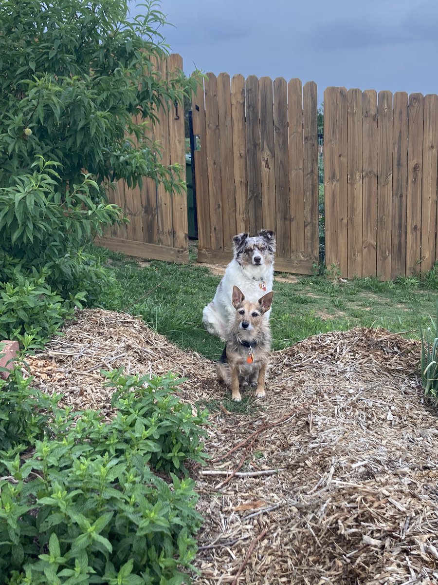 HerbieMooland's tweet image. The gardening is really picking back up! 🌿🐶

#latespring #earlysummer #garden #gardendogs #dogtwitter #fursiblings #dogsoftwitter 
Check it out on Grandma’s YouTube: m.youtube.com/@ddlynch9312