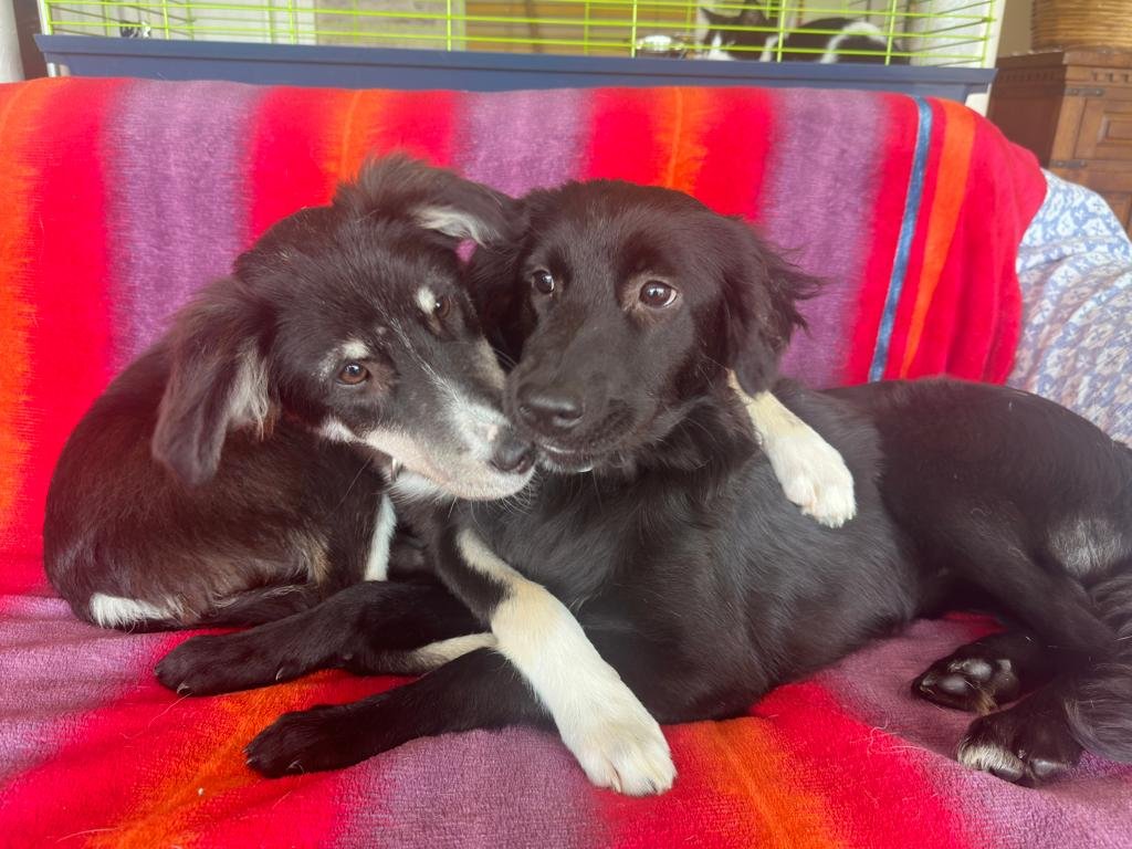 Ingeborch's tweet photo. Es ist zwar schwierig, weil zwei Hunde zusammen schwer zu vermitteln sind, doch die beiden beiden Welpen Joschi und Stella möchten sooo gern zusammenbleiben! 
Bitte RT für eine große Reichweite, DANKE!
https://t.co/R2bAGNnF8N https://t.co/8Q8m8nmA5M