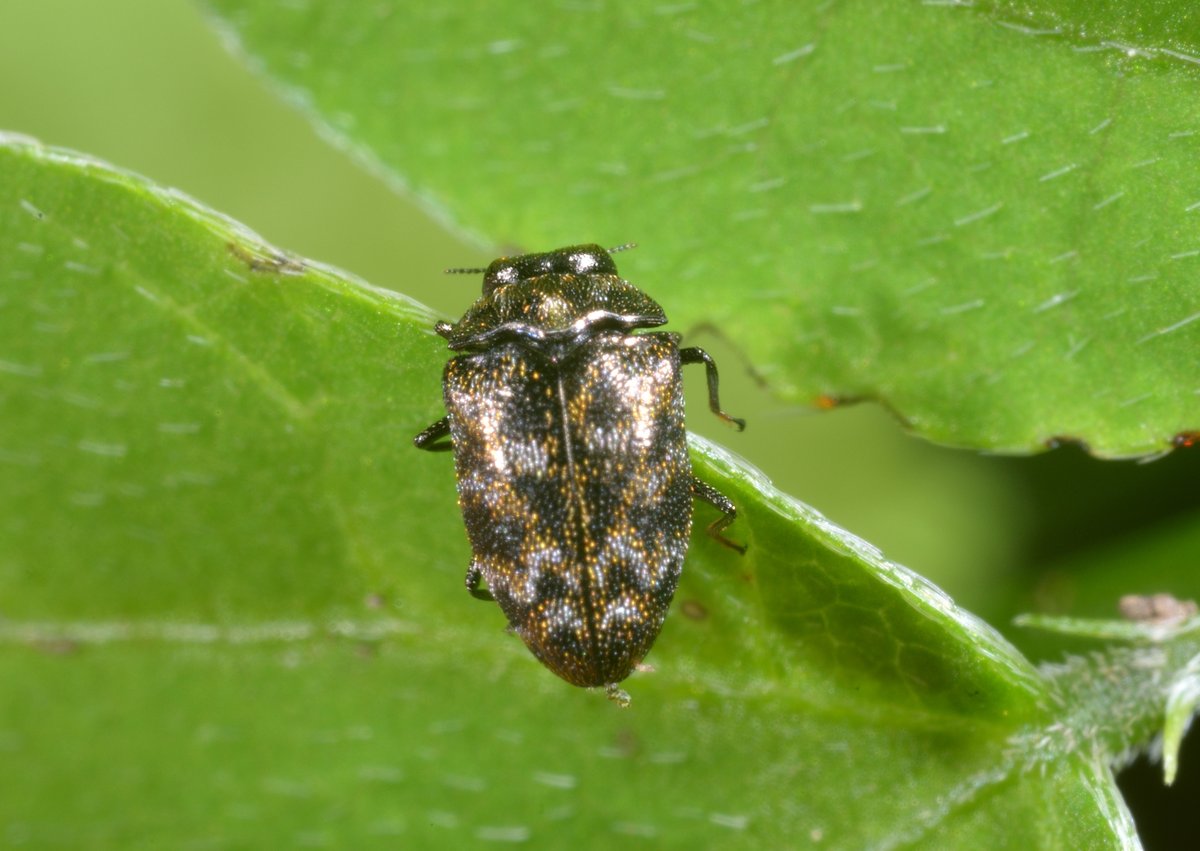 ヤブマメの葉に止まっていた #マメチビタマムシ。
#Trachys reitteri #Buprestidae #Coleoptera