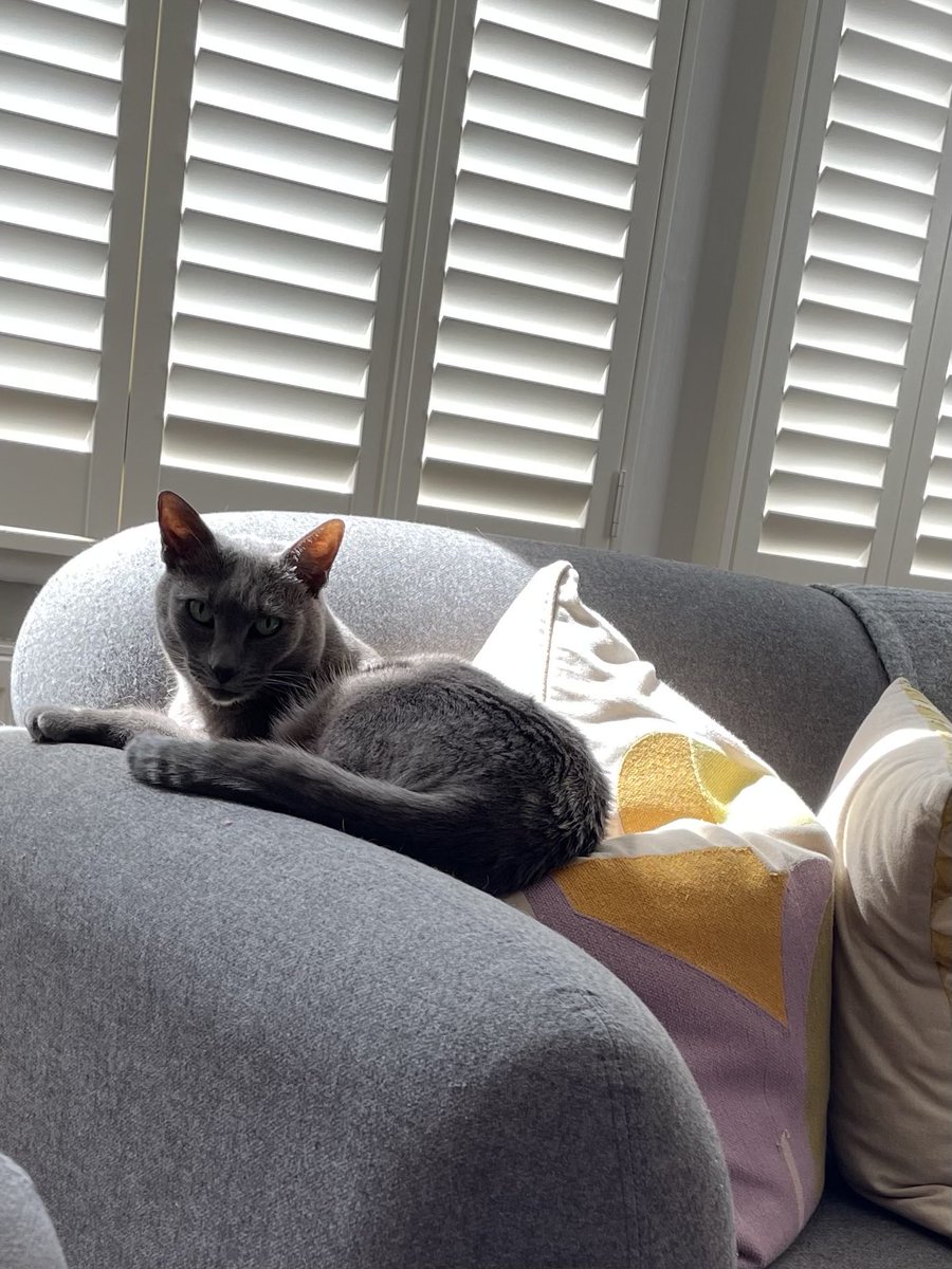miconm's tweet photo. . @helendaykin isn’t she glorious? #nancycat https://t.co/q9WvaDSweR