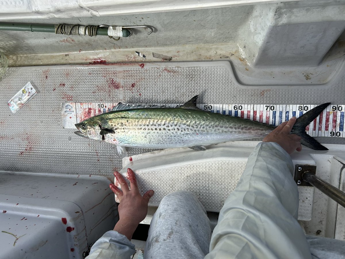 kagawaAngler007's tweet photo. 釣り復帰戦🎣
サワラキャスティングゥ〜

熱入り直したんでバンバン釣り行きやす🔥 https://t.co/wLmXw61Q97