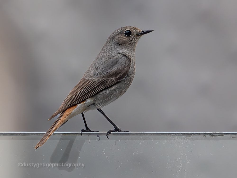 greenroofsuk's tweet photo. Young male #blackredstart #CharingX station yday #birds #londonbirds #uranwildlife #urbanbirds #biodiversity #protectedspecies @joe_beale @NiallMachin1 @PeterMassini @JohnDayRSPB @LondonBirdClub @GreenbyName1 @WildLondon @Natures_Voice https://t.co/GojoXrTTLd