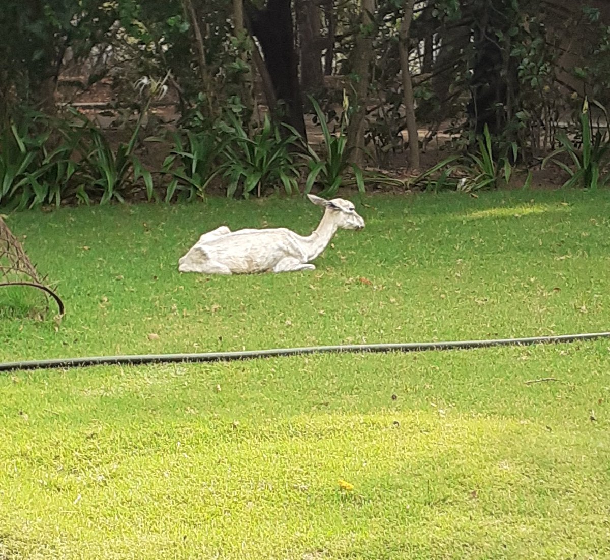 The beautiful blackbuck seems to have a white counterpart!