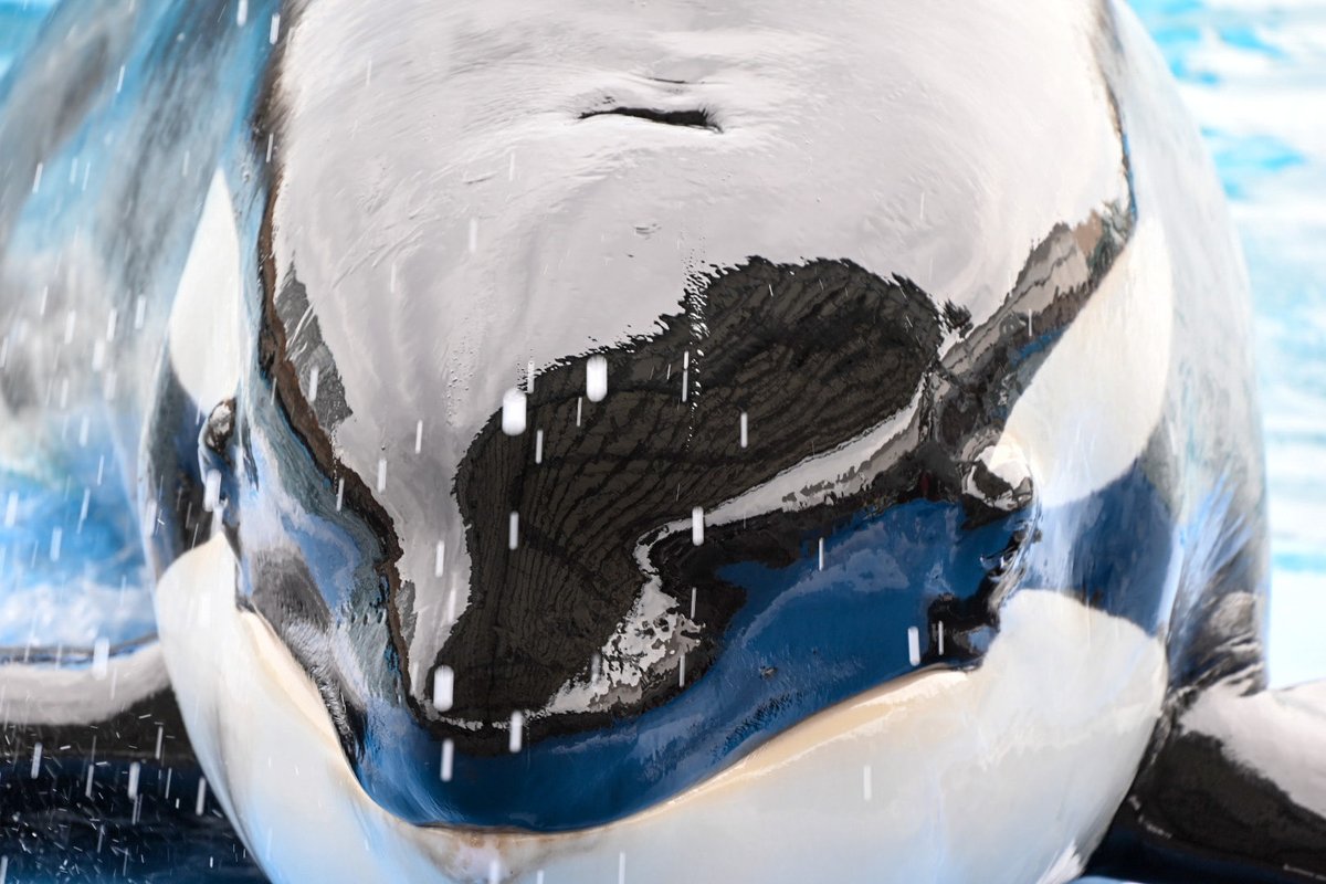 アースのドアップ♡
さすがに可愛すぎる💕

#水族館#名古屋#なごすい#名古屋港水族館#水族館フォト#ステラ#アース#リン#シャチ#orca#killerwhale#Aquarium#PortofNagoyaPublicAquarium#カメラ初心者#ファインダー超しの私の世界 #水族館