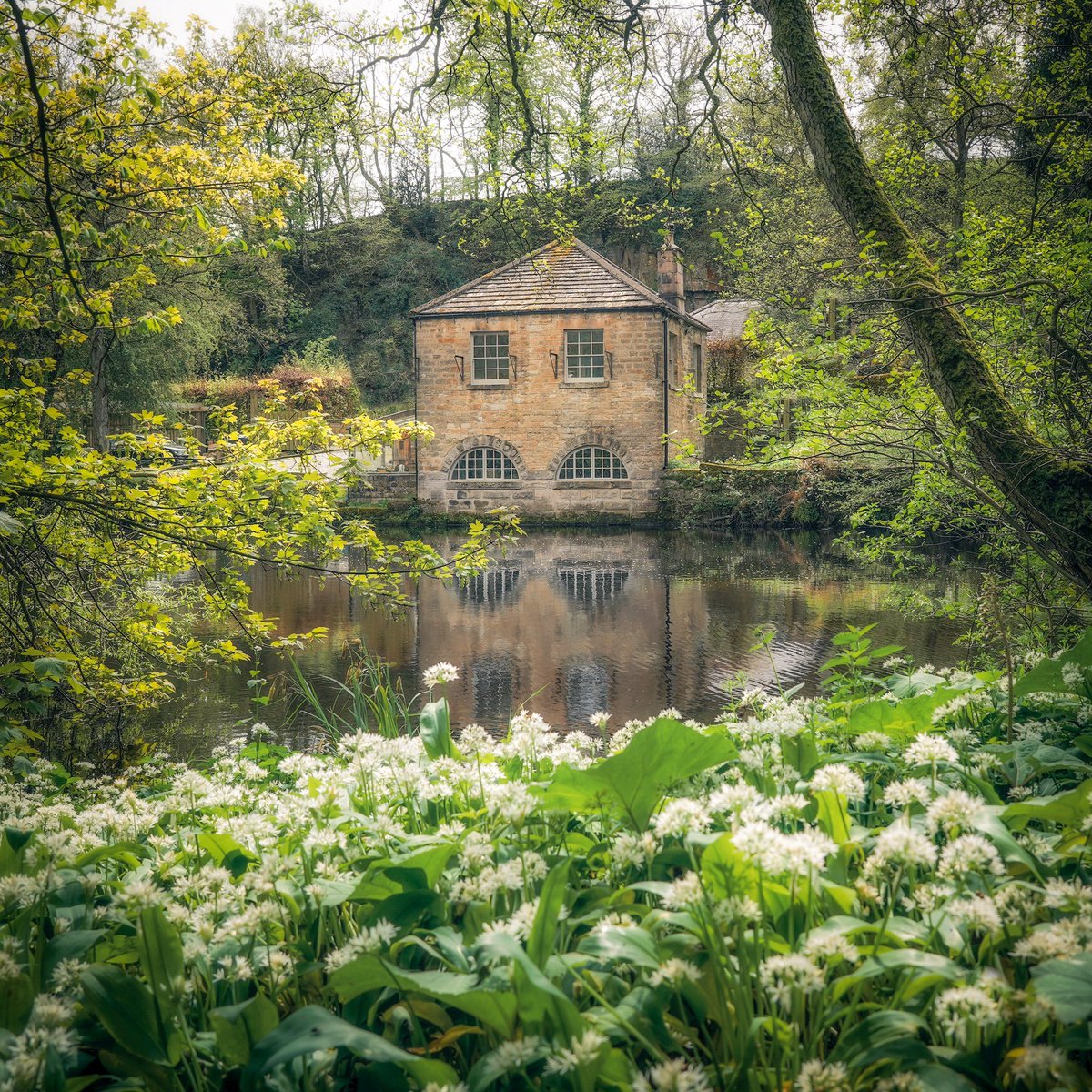 peaklass1's tweet photo. I can never work out whether I like the scent of wild garlic. Somehow it just feels too savoury to be in a woodland?! It does look beautiful though, and the aroma-vision function was not enabled on my camera when I took this, so you can pretend the view smelled like lilies. https://t.co/aCC8OI2OgD
