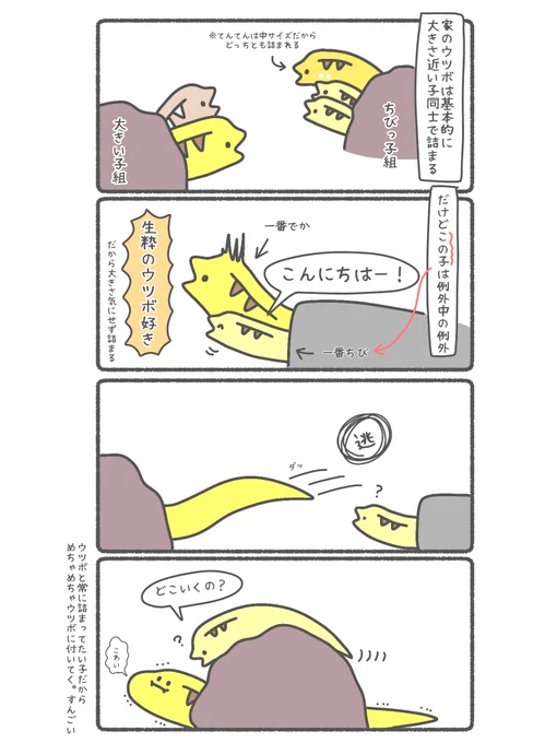 ウツボ、基本的に大きさが近い子同士で詰まってるんだけど1匹だけ例外がいる