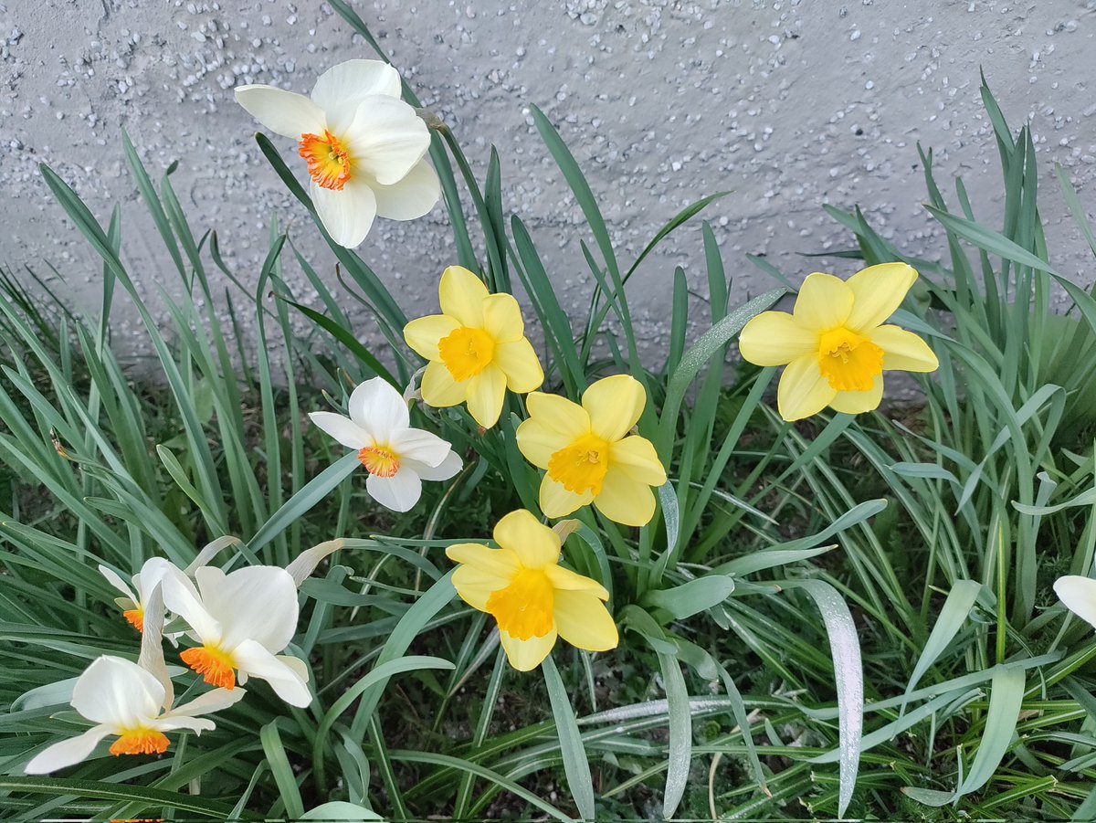 Hyvää #äitienpäivä'ä kaikille. Käki myös kukkuu ulkosalla onnitteluja ja aurinkoista kesäistä päivää.