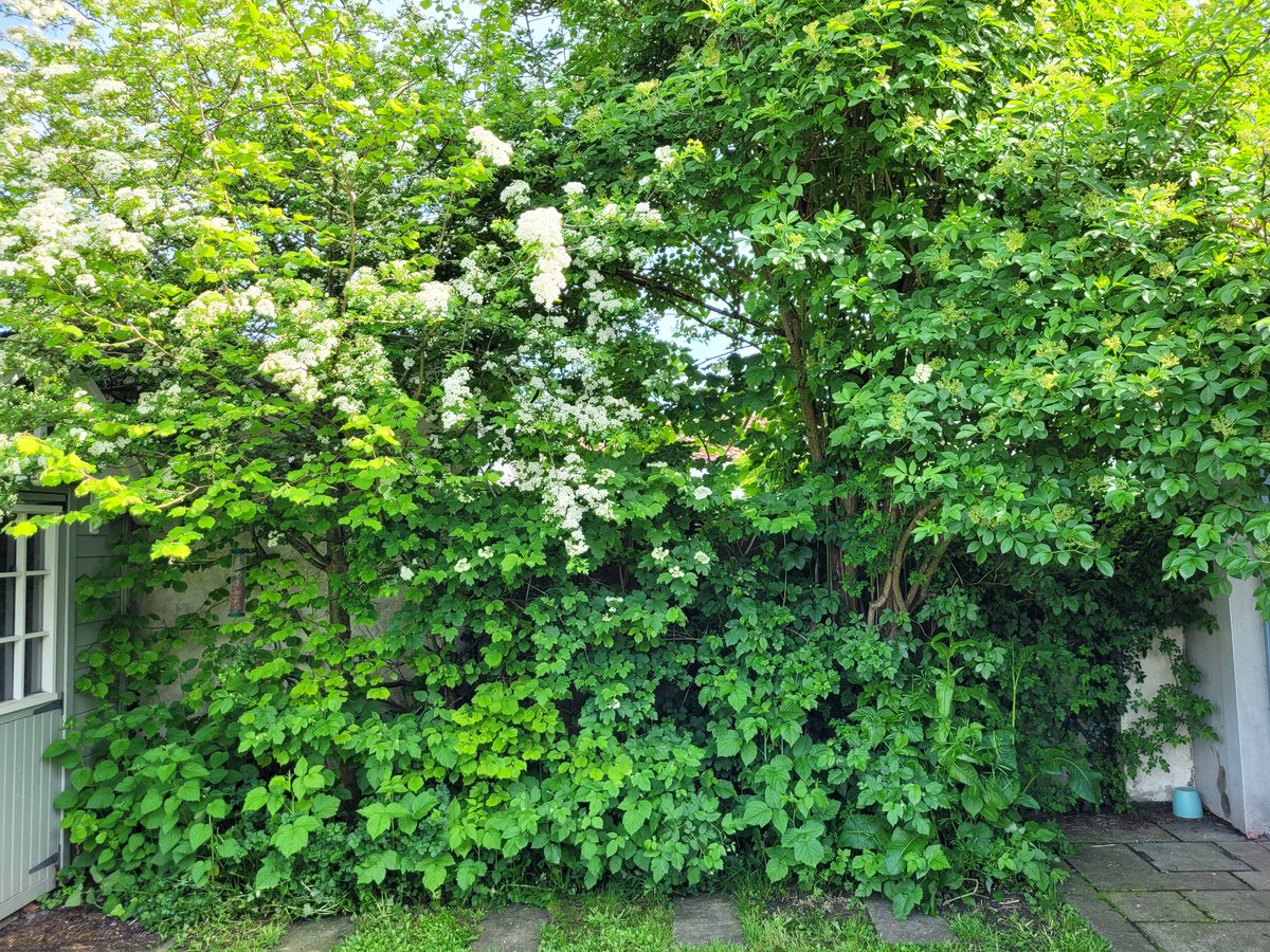 My homemade hedgerow is only 4m long but fits a hawthorn, hazel, guelder rose, field rose, ivy and self-seeded elder as well as raspberries. You don't need a lot of space to make a lot of space for wildlife #NoMowMay
