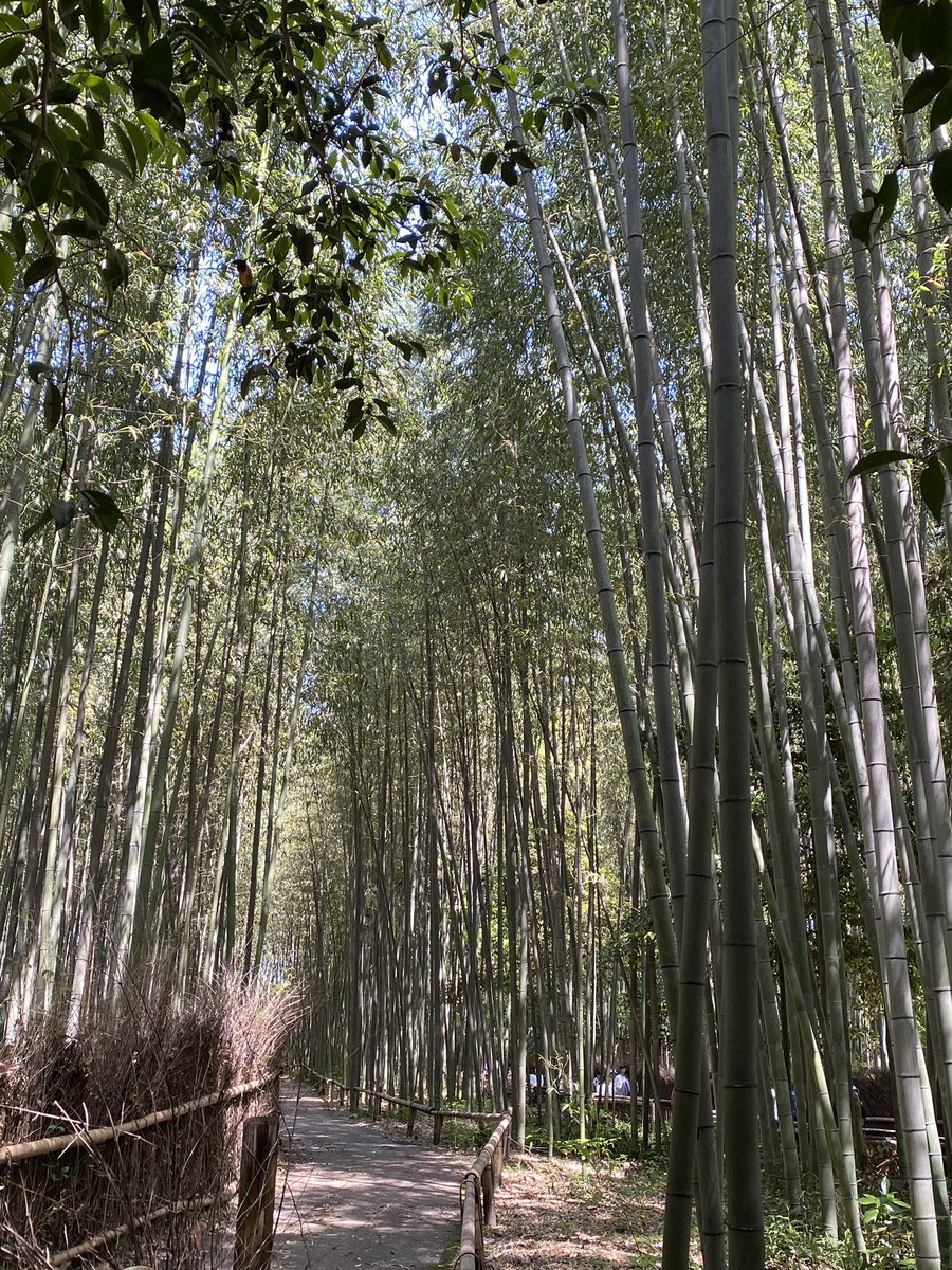 luvjp's tweet photo. Bamboo trees in Kyoto https://t.co/zQo7oFdbI1