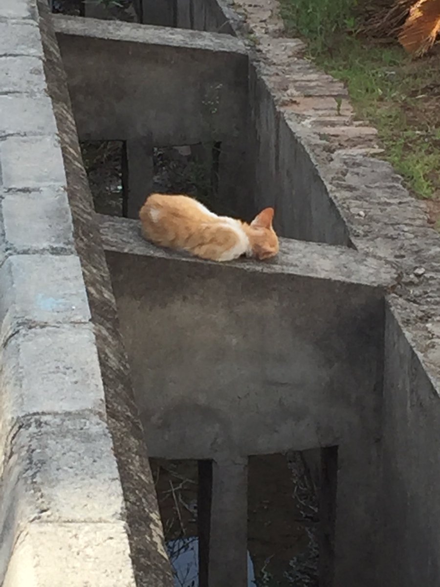 MsZulekha's tweet image. سونے والے سمجھ نہیں سکتے
جاگنے والوں کا مسئلہ کیا ہے
#deepsleep
#withoutacareintheworld
#sleepingtom