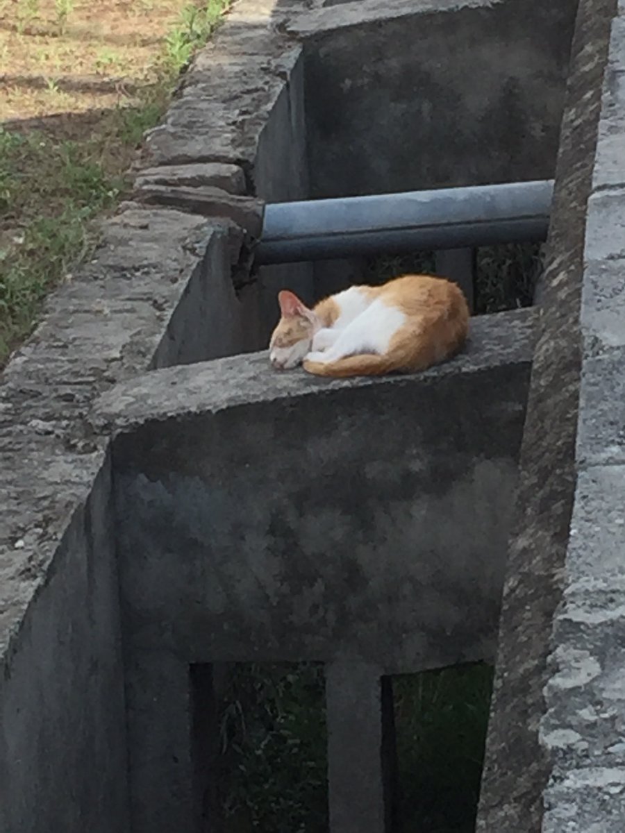 MsZulekha's tweet image. سونے والے سمجھ نہیں سکتے
جاگنے والوں کا مسئلہ کیا ہے
#deepsleep
#withoutacareintheworld
#sleepingtom