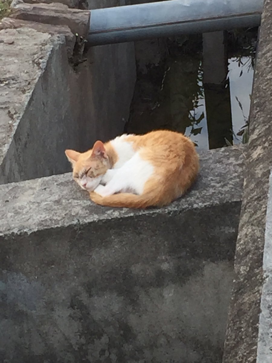 MsZulekha's tweet image. سونے والے سمجھ نہیں سکتے
جاگنے والوں کا مسئلہ کیا ہے
#deepsleep
#withoutacareintheworld
#sleepingtom