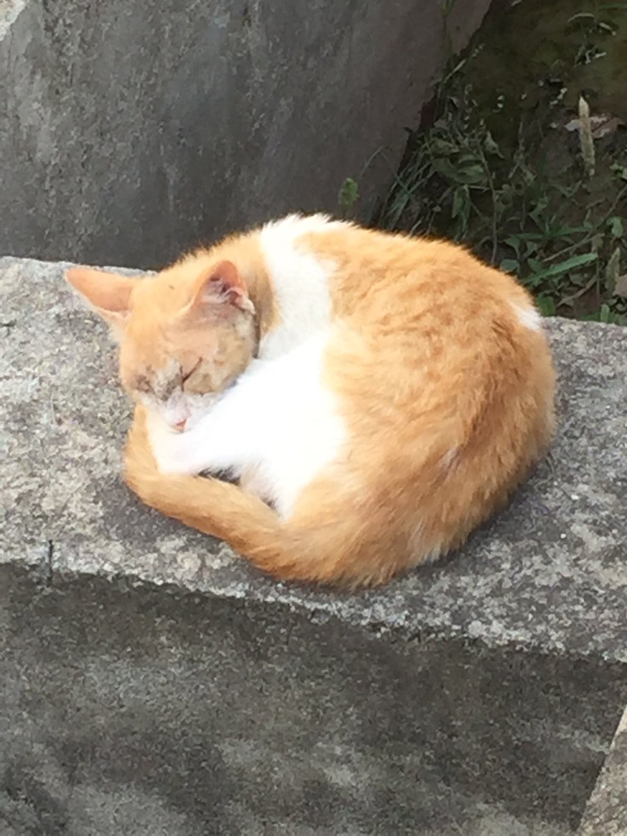 MsZulekha's tweet image. سونے والے سمجھ نہیں سکتے
جاگنے والوں کا مسئلہ کیا ہے
#deepsleep
#withoutacareintheworld
#sleepingtom