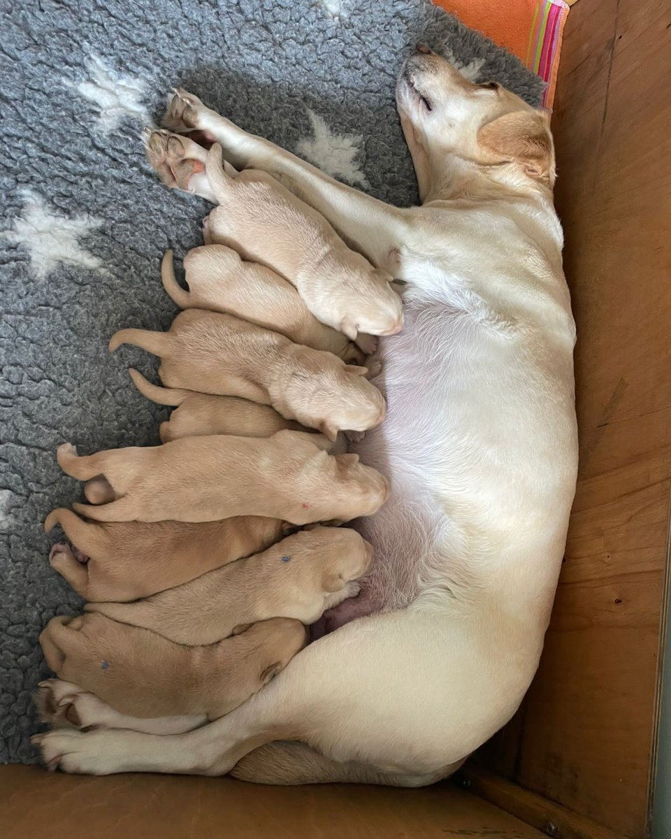 We're excited to introduce you to our newest litter of puppies! Vista gave birth to eight beautiful puppies last week. The litter consists of five girls and three boys, all pure Labrador. 

Could you provide a home for one of our pups? Find out more: bit.ly/2NOoI5p