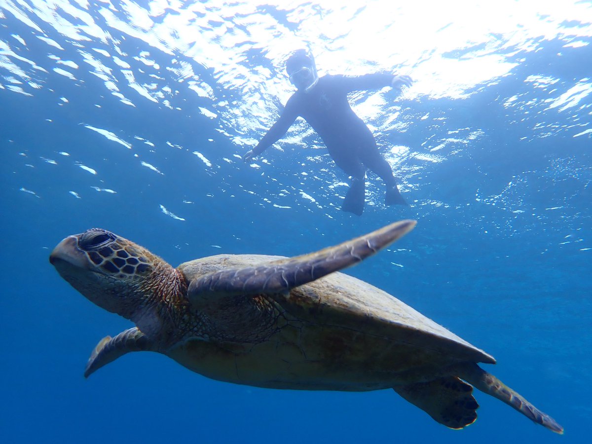 luvjp's tweet photo. Swimming with turtles in Miyako islands https://t.co/tgdhQ7XasP