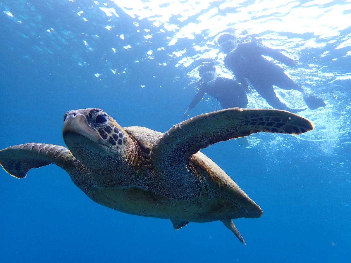luvjp's tweet photo. Swimming with turtles in Miyako islands https://t.co/tgdhQ7XasP