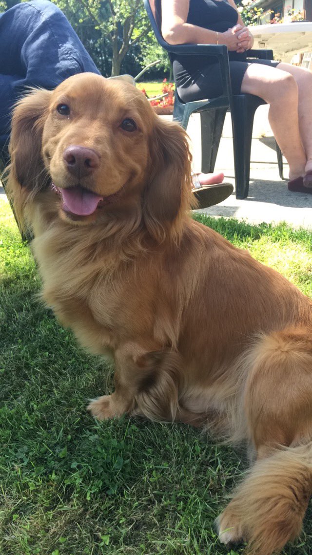 ⛔️ urgent ⛔️

je recherche actuellement une pension ou une personne de confiance pour pouvoir garder mon chien Kinzou durant minimum 2 mois (le tout rémunéré, bien évidemment). je m’explique : 

Kinzou est un chien de 8 ans et demi, c’était notre chien de famille avec ma soeur