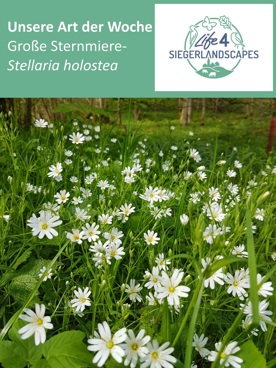 #ArtderWoche
(1/2) Die #GroßeSternmiere ist eine immergrüne Pflanze aus der Familie der #Nelkengewächse. Der #Frühlingsblüher ist #Nektarpflanze für Wildbienen und Schmetterlinge und dient als #Raupennahrungspflanze.