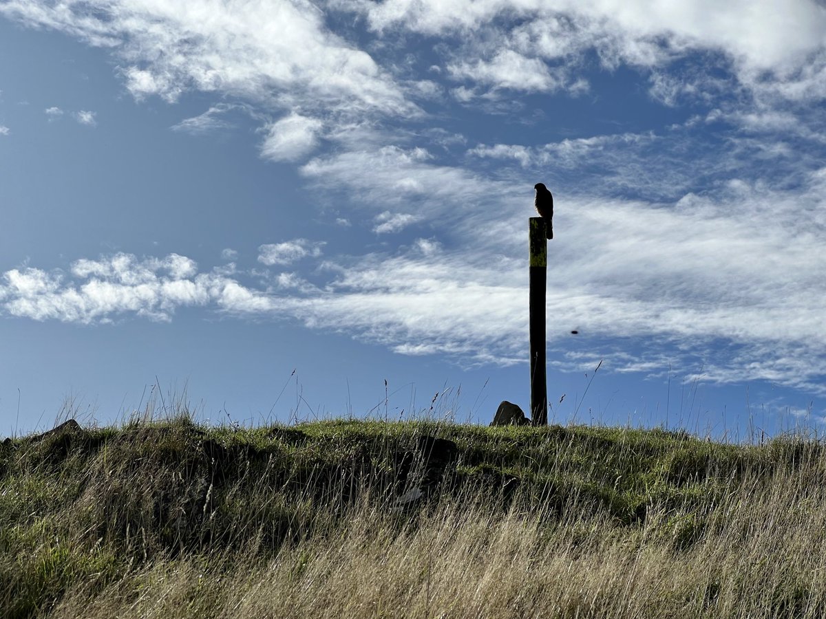 Spotted this majestic creature on our hike up Harbour Cone today. Falcon or Hawk?