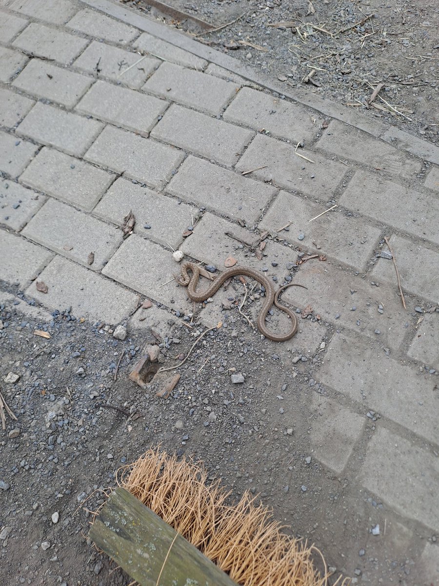 Co to je, prosím vás, za hada?