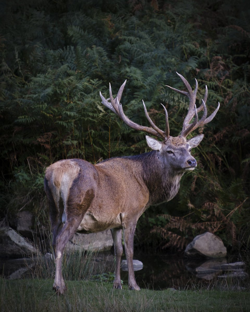 stevestufff's tweet photo. Taken at Bradgate Park, Leicestershire #NaturePhotography #wildlifephotography #deerphoto #photography #photooftheday #fujifilm https://t.co/IxCgeVlDFj