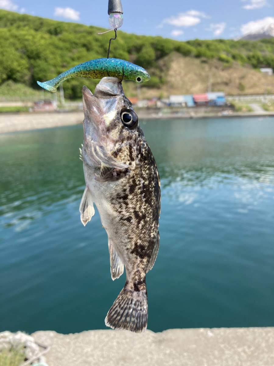 nekosomewhere's tweet photo. クロソイ
小さな漁港でハゼドンシャッド
ガヤ（エゾメバル）の群れに突入させたら、どこからともなく現れて🐱

#アナハゼカラー
#アナハゼティ https://t.co/T2PsMLBJdb