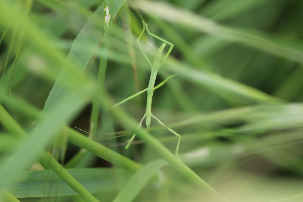 Christo324085's tweet image. Le #Phasme est de retour au #Jardin
#Vert #Nature