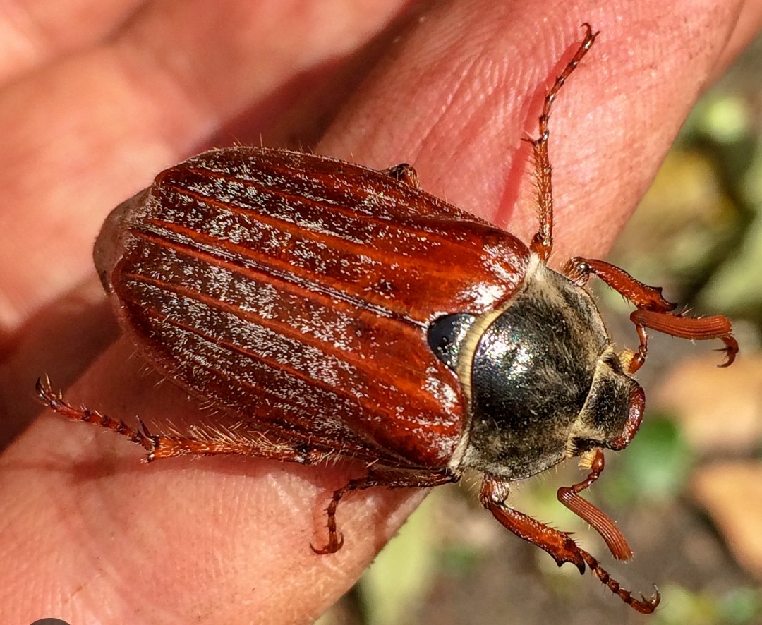 AntiqueFletcher's tweet photo. Was anyone else's #EUROVISION2023 viewing interrupted by a large cockchafer last night?? 🪳😱🤣🌈 #maybug https://t.co/GtRbJTrpP6