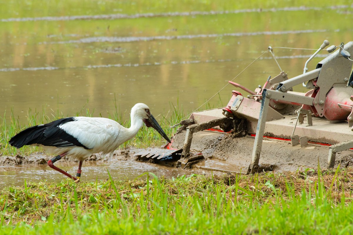s7t73pf71's tweet photo. 最近、90%以上、コウノトリと猫だ😅    
#コウノトリ #野鳥 #j0503 #j0463 #安来市 #J0051 #雲南市 https://t.co/oMtLlcHW8O
