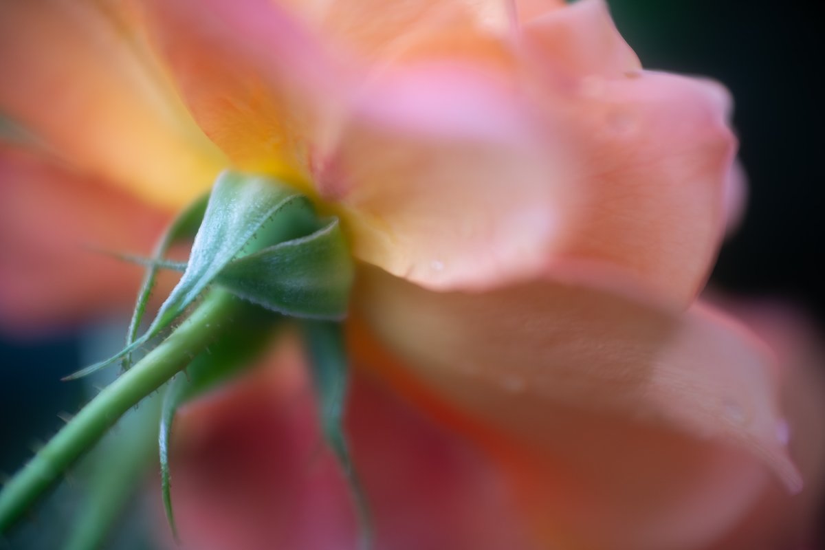 kishindesign's tweet photo. FUJIFILM X-E1
Asahi Opt. SMC TAKUMAR 50mm F1.4
#fujifilmXE1 #SMCTakumar50mmF14 #オールドレンズ #タクマー https://t.co/bjzCn0KJYk