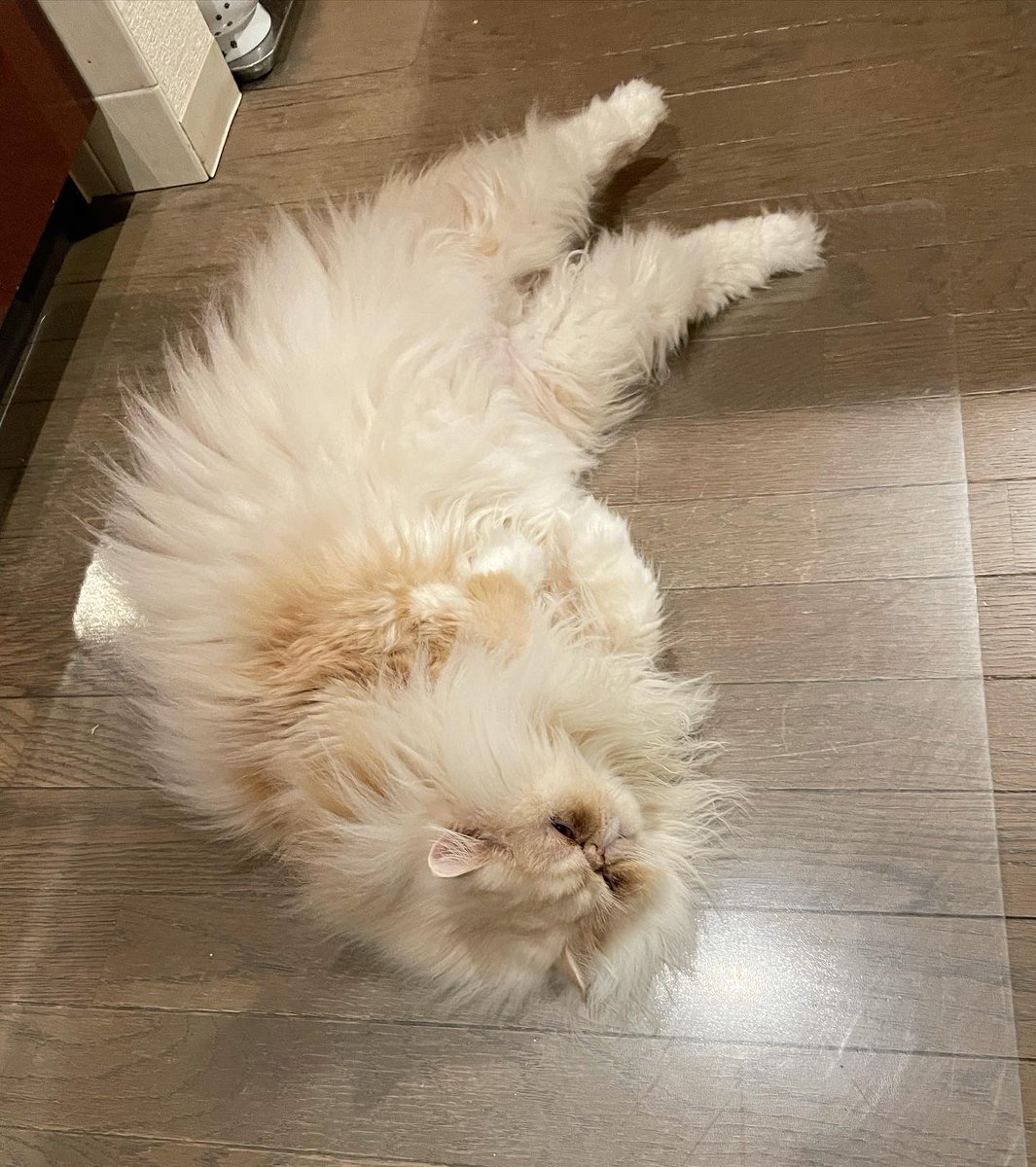 103noa's tweet photo. キッチンの足元にごろん…

足ぴーんって
#ねこのいる生活 
#エキゾチックロングヘア 
#エキゾチックショートヘア

https://t.co/ZPfTg5WBis https://t.co/aqrf56LVv5