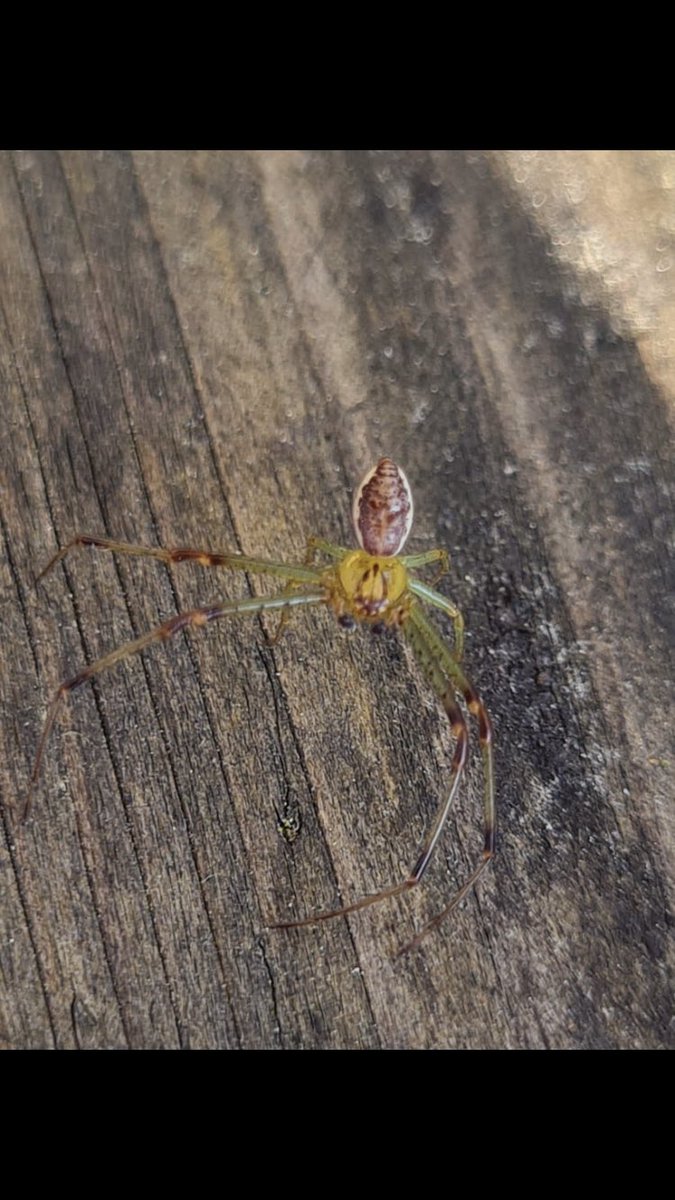 Hello <a href="/BritishSpiders/">BAS</a> could you ID this for me, please?