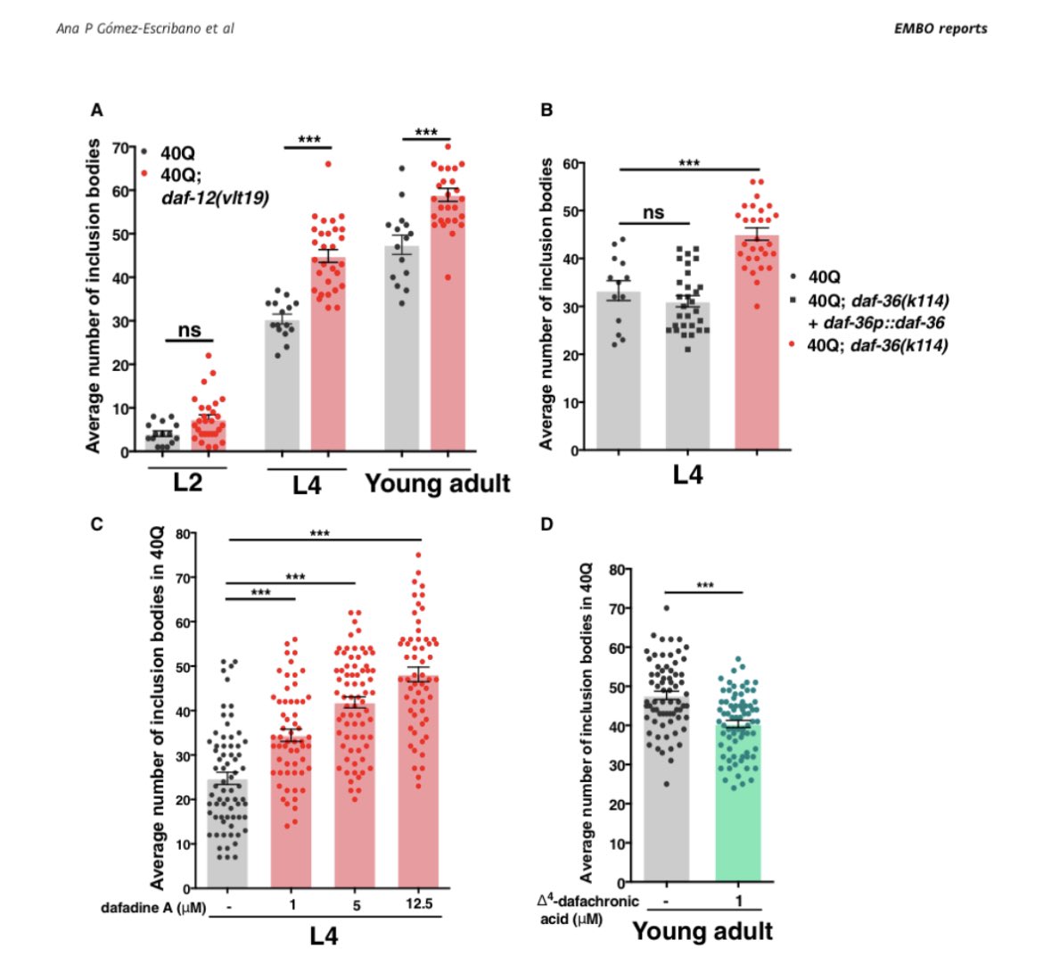 In search of a nuclear receptor candidate that explains the rescue, we look to #DAF-12 as a potential. However, we observed an opposite effect over #proteinhomeostasis and in turn, a #protective role of this pathway. 
@monkeyplatillos @IISLaFe