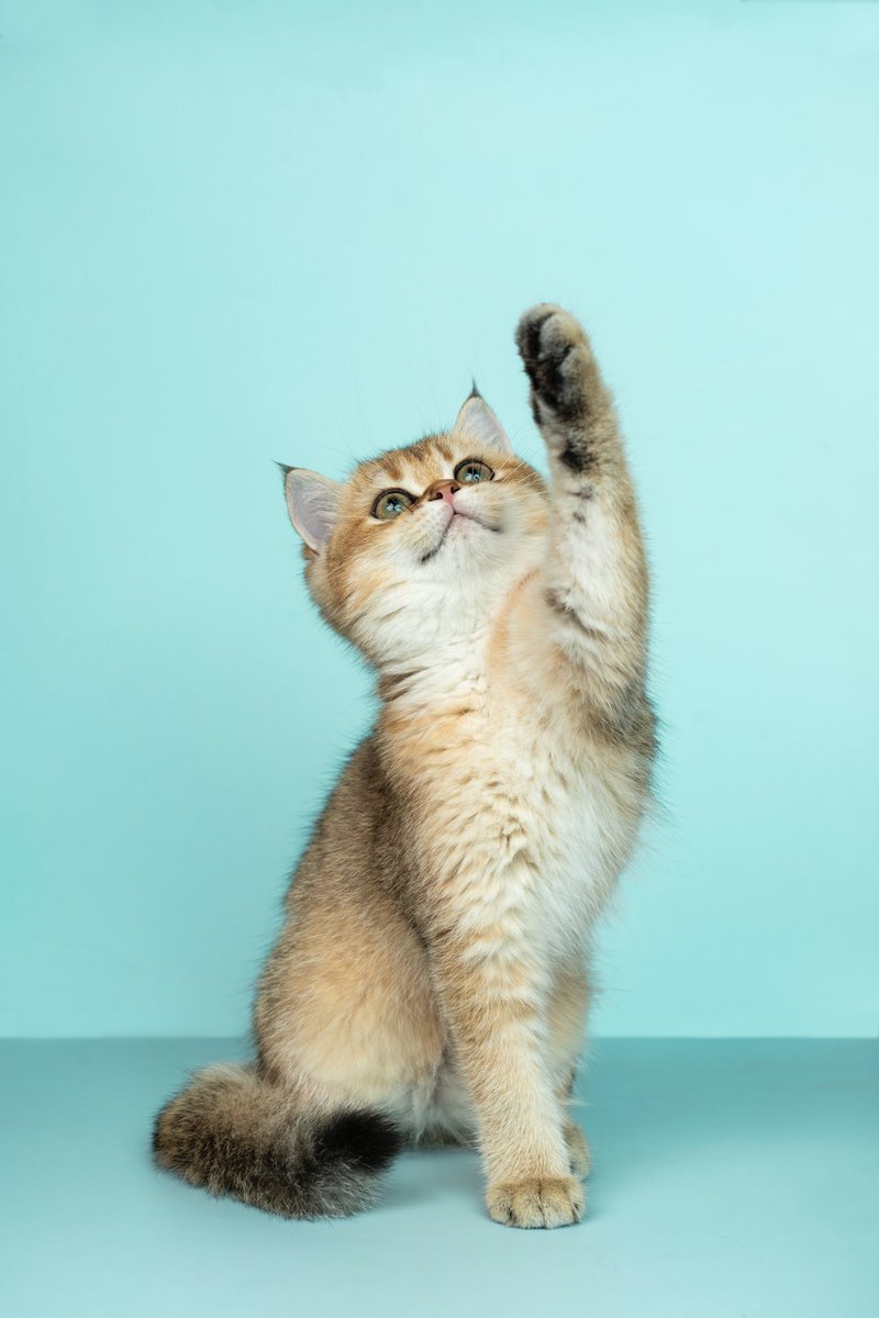 Cat Cat Cat tweet media