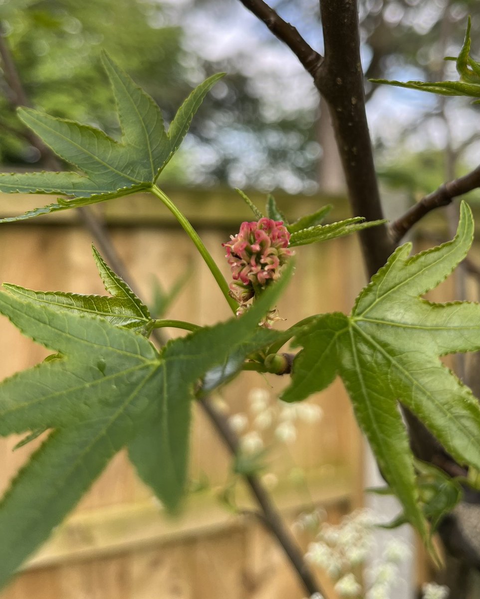 papaver's tweet photo. I planted a liquidamber tree in the garden last year and it’s rewarded me by flowering- I’ve never seen one in flower before (or never noticed) #gardening #mygarden #gardentrees #liquidamber https://t.co/6NKrobqW0J