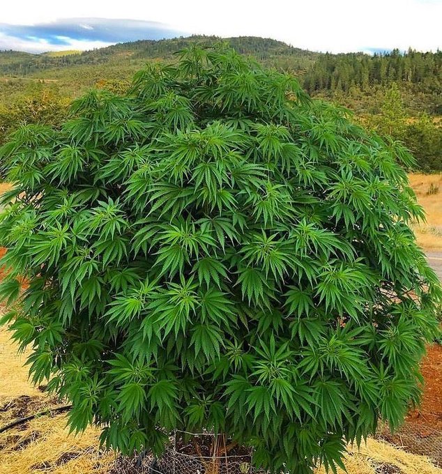 PopkeSmok's tweet photo. World plant https://t.co/XzxP1Df3dN