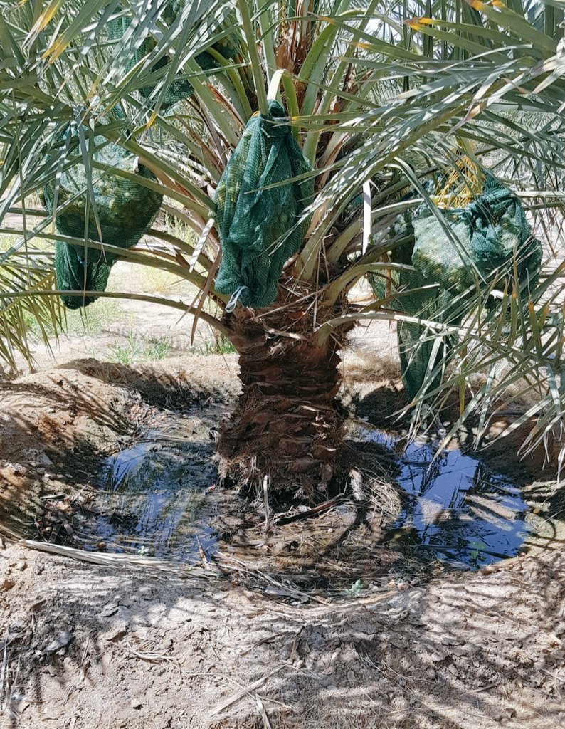 ملامسة مياه الري لجذع النخلة أمر خطير حيث أن الحشرات تنجذب للجذع المتخمر والرطب لوضع البيض وعلى رائسها حشرة سوسة النخيل الحمراء .