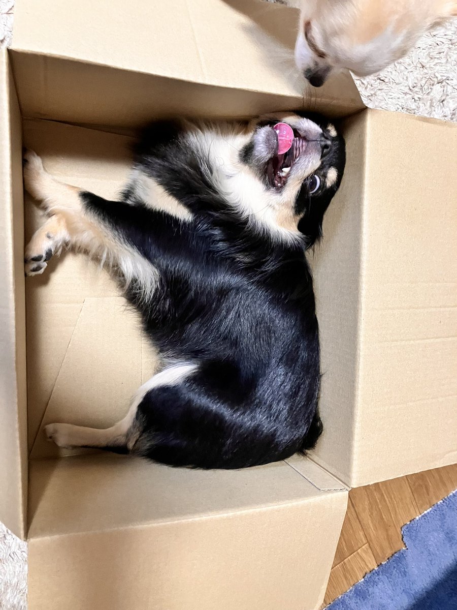 🐶「これは良いダンボールですね‼︎‼︎」
🐩「顔こわっ」

#チワワのいる暮らし 
#犬のいる暮らし https://t.co/VjTspU82JA