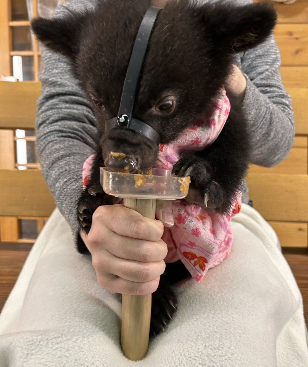 5時間ぐらい運転して疲れたけど目が血走った子グマ可愛かった☺️
雲が自分より下にあるの楽しい https://t.co/BmcfmWrKml