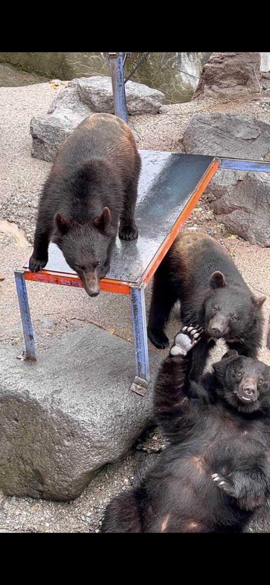 5時間ぐらい運転して疲れたけど目が血走った子グマ可愛かった☺️
雲が自分より下にあるの楽しい https://t.co/BmcfmWrKml