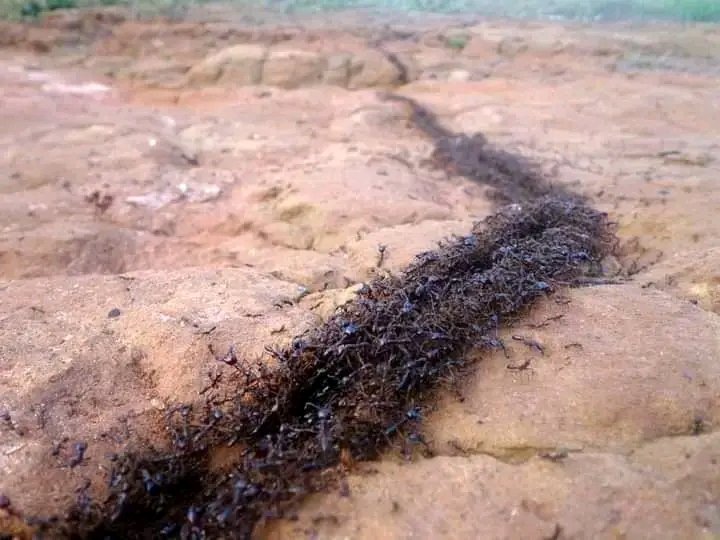 Sesyline_KE's tweet photo. Have you ever been attacked by this army? https://t.co/mP6qQvR67N