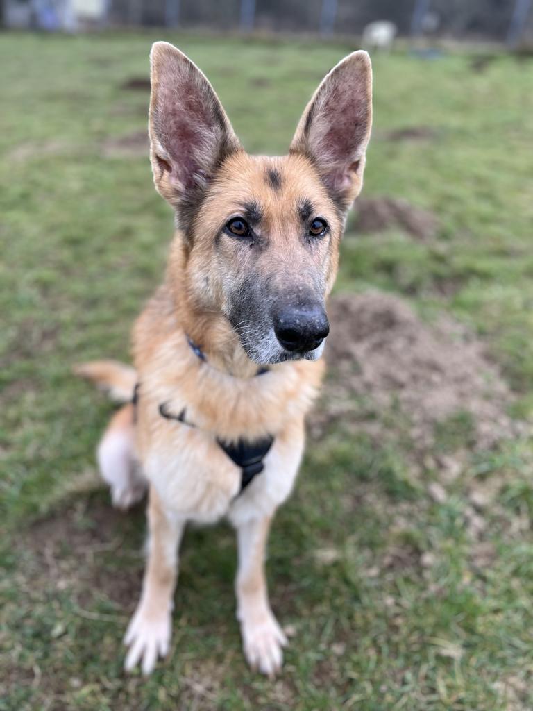 Please retweet to help Jerry Leigh find a home #SWANSEA #WALES  
Full of love, German Shepherd aged 11. Sadly Jerry Leigh has been abandoned and taken in by the RSPCA. She needs a quiet, adult home as the only pet.   

DETAILS or APPLY👇 
rspca-llysnini.org.uk/dogs/jerry-lei…
 #GermanShepherd